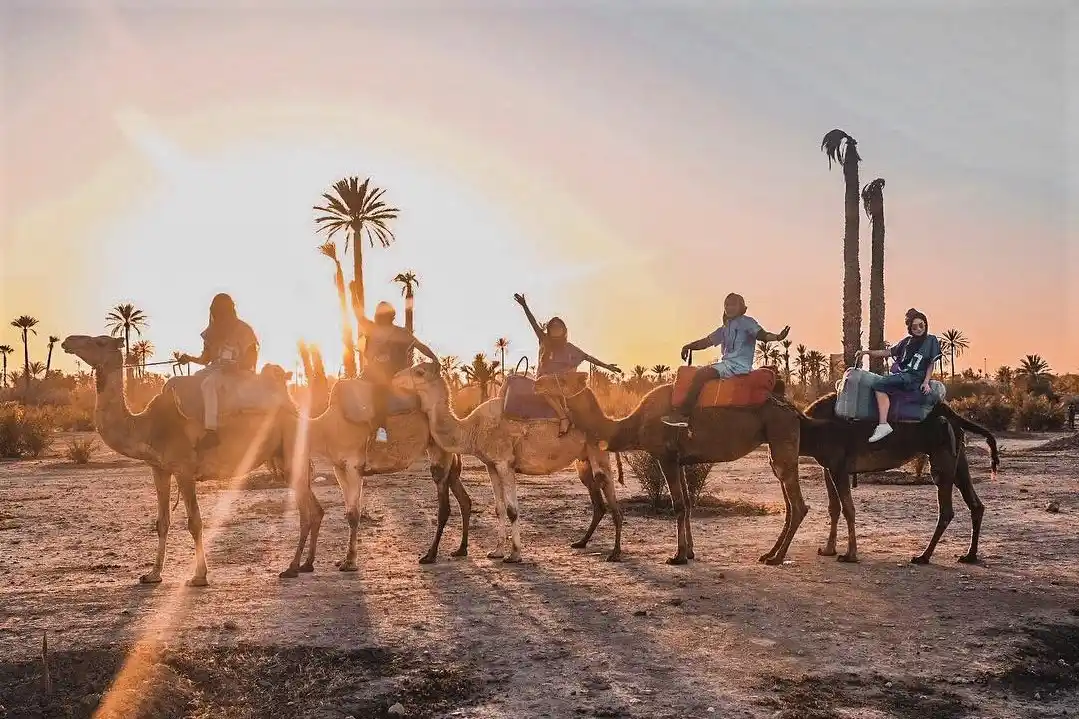 Camel caravan among Marrakech palm groves with Berber guide