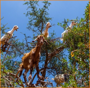 2 days tour to Agadir and Essaouria 2 days tour to Agadir and Essaouria